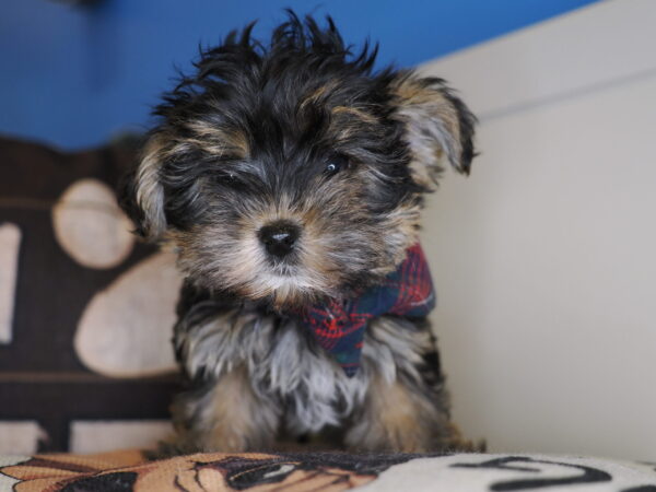 Kenny - Yorkshire Terrier 01