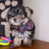 Kenny - Yorkshire Terrier 04