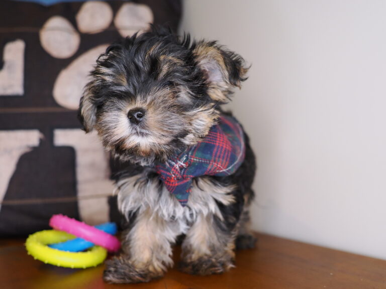 Kenny – Yorkshire Terrier 04