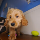 Nial - Goldendoodle 01