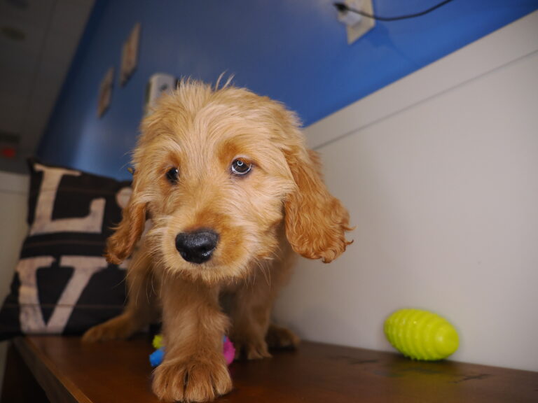 Nial – Goldendoodle 01