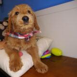 Nial - Goldendoodle 02