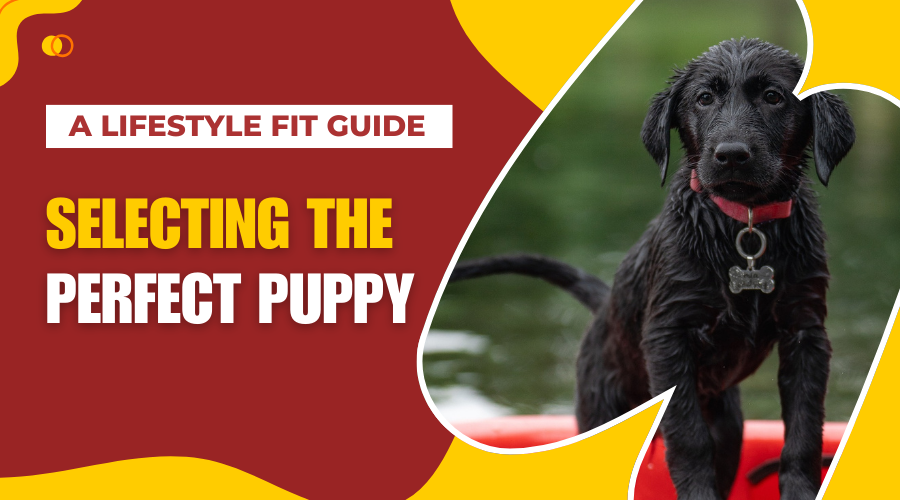 Selecting the Perfect Puppy: A Lifestyle Fit Guide