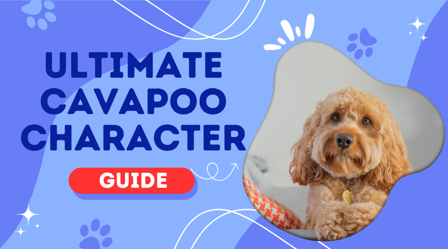 Ultimate Cavapoo Character Guide: Understanding Your Hybrid Breed’s Personality & Care Needs