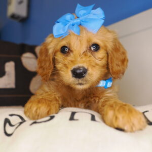 Ally Goldendoodle 01