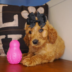 Burberry Rose Goldendoodle 01