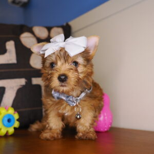 Tally Yorkshire Terrier 01