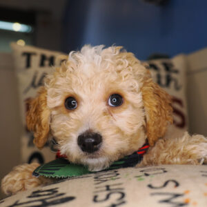Lawrence Toy Poodle 01