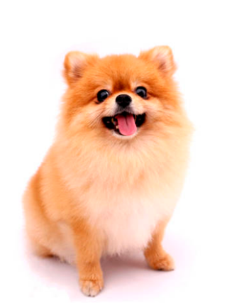 Pomeranian