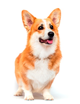 Pembroke Welsh Corgi