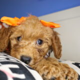 Blossom Miniature Goldendoodle 02