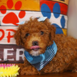 Caramelo Miniature Poodle 04