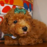 Coco Miniature Poodle 01