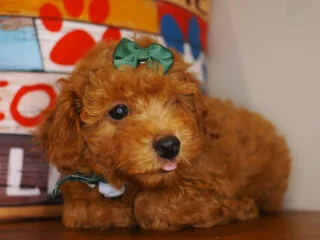 Coco Miniature Poodle 01