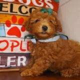 Coco Miniature Poodle 02