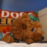 Coco Miniature Poodle 03