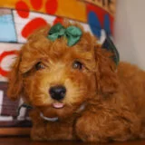 Coco Miniature Poodle 04