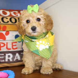 Dalia Miniature Goldendoodle 01