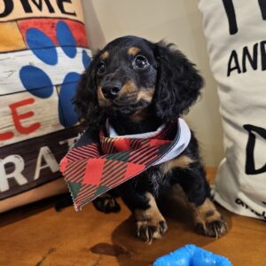 Dill Miniature Dachshund 01