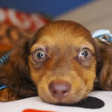 Eren Miniature Dachshund 02