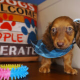 Eren Miniature Dachshund 03