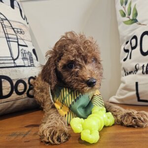 Fenugreek Miniature Poodle 01