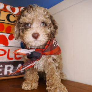 Golfo Miniature Poodle 01