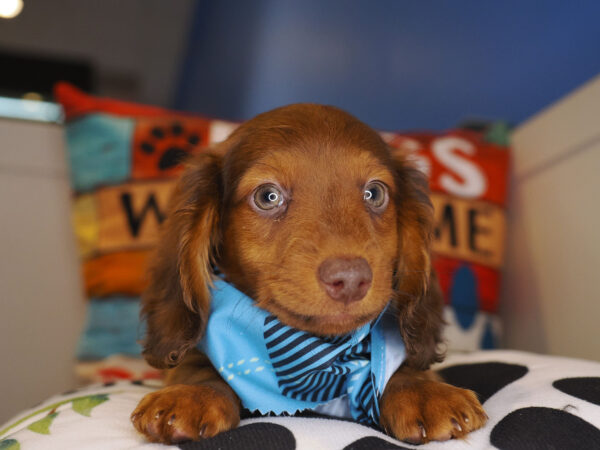 Kiko Miniature Dachshund 01