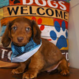 Kiko Miniature Dachshund 02