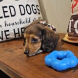 Kraut Miniature Dachshund 03