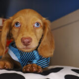 Milo Miniature Dachshund 01