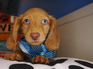 Milo Miniature Dachshund 01