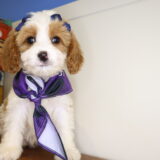 Paulettee Cavapoo 02