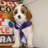 Paulettee Cavapoo 03