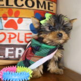 Shelly Yorkshire Terrier 04