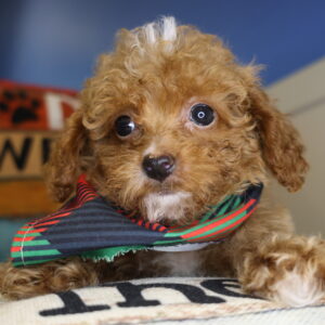 Tahiti Miniature Poodle 01