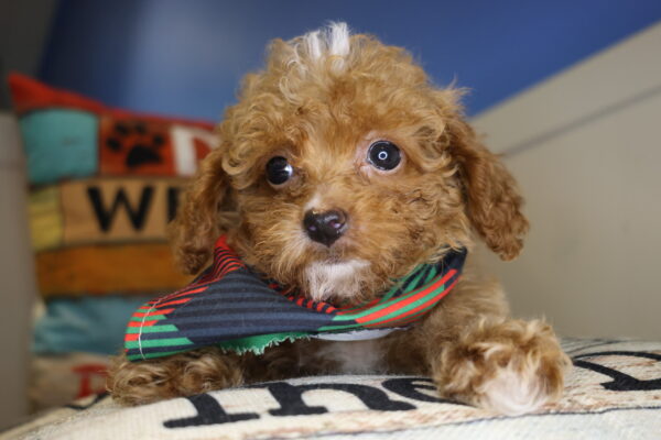 Tahiti Miniature Poodle 01