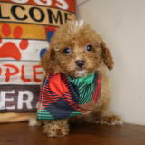 Tahiti Miniature Poodle 02