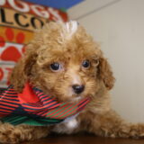 Tahiti Miniature Poodle 03