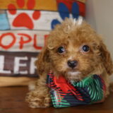 Tahiti Miniature Poodle 04