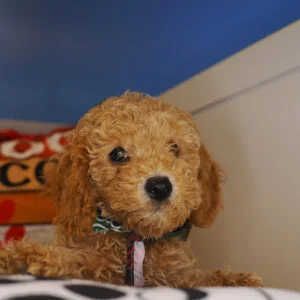 Toby Miniature Poodle 01