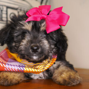 Veky Aussiedoodle 01