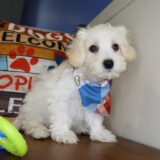 Aladdin Maltipoo 04