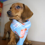 Alina Miniature Dachshund 04