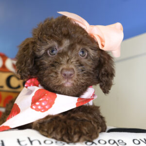 Aloha Cockapoo 01