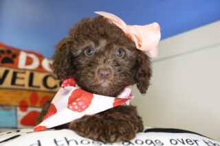 Aloha Cockapoo 01