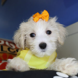 Anastasia Maltipoo 01