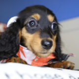 Anastasia Miniature Dachshund 02