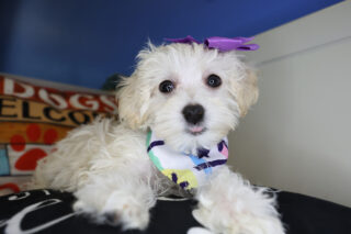 Andrina Maltipoo 01