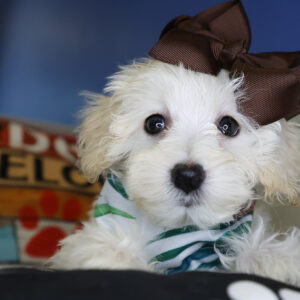 Anna Maltipoo 01